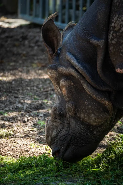 Nahaufnahme Eines Faltigen Nashorns Das Gras Auf Einer Wiese Frisst — Stockfoto