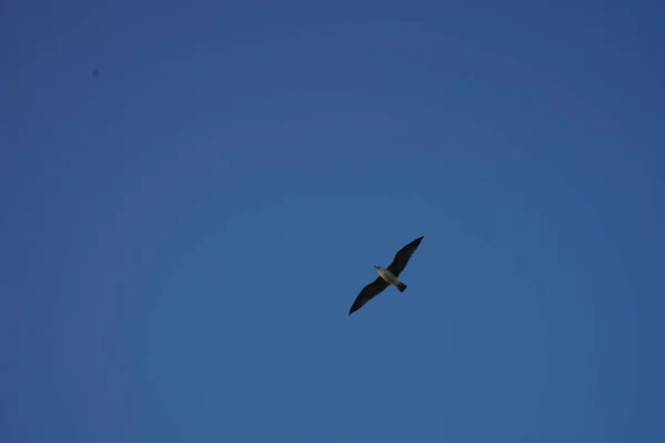 Mavi Gökyüzünde Özgürce Uçan Bir Kuşun Güzel Bir Görüntüsü — Stok fotoğraf