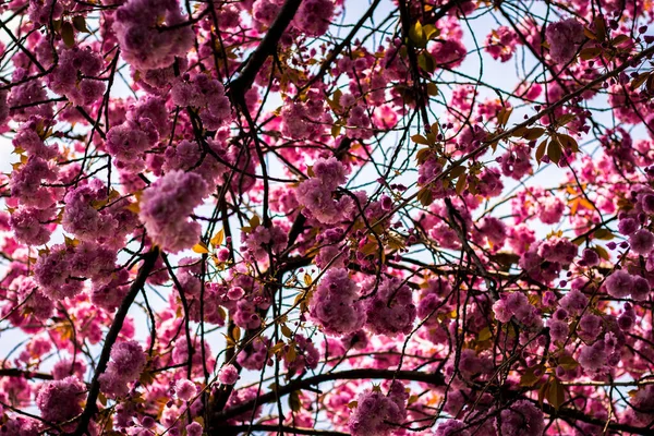 Primer Plano Flores Cerezo Rosa Primavera Hermoso Fondo Natural — Foto de Stock