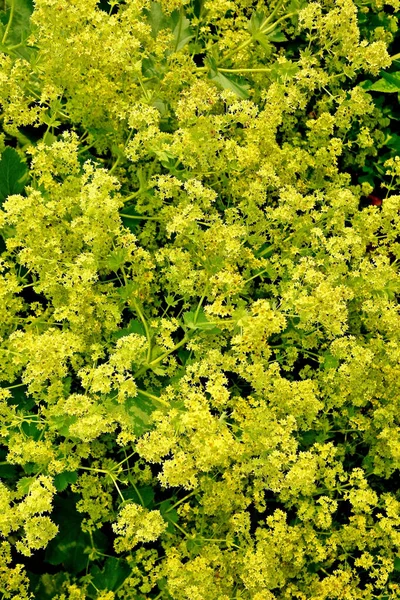 Beautiful Blooming Garden Full Lady Mantle — Stock Photo, Image