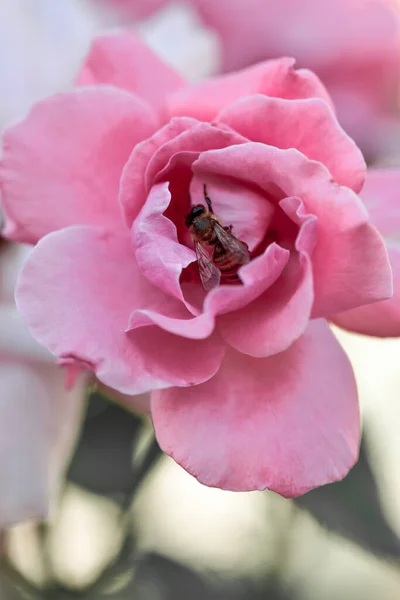 Disparo Vertical Una Abeja Posada Sobre Una Rosa Rosa Sobre —  Fotos de Stock