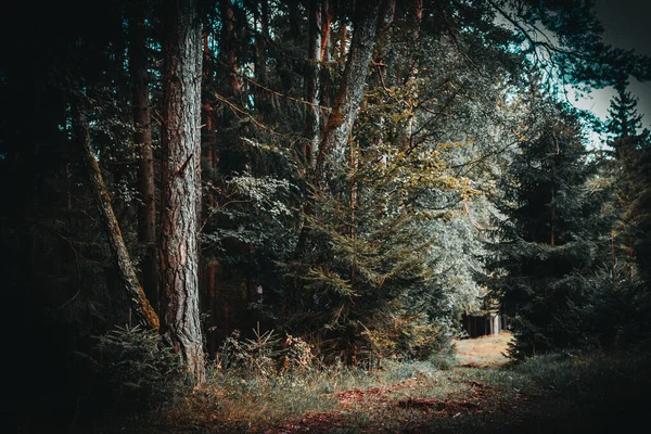 朝の森の木々の間の道の風光明媚な景色の垂直ショット — ストック写真