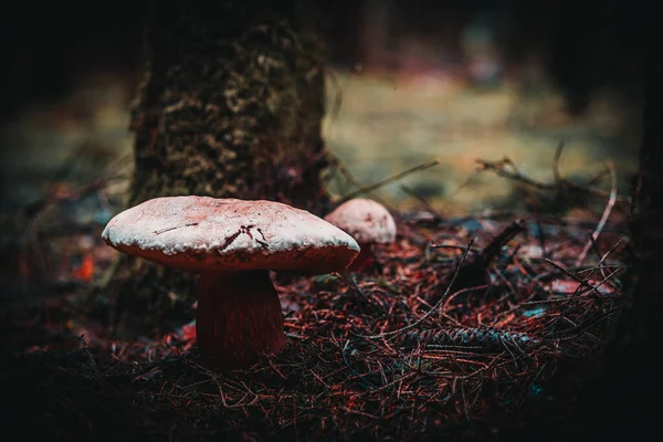 森の中の地面に白いキノコの浅い焦点 — ストック写真