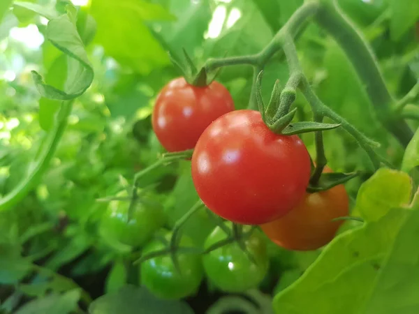 Primer Plano Los Jugosos Tomates Crecimiento Jardín —  Fotos de Stock