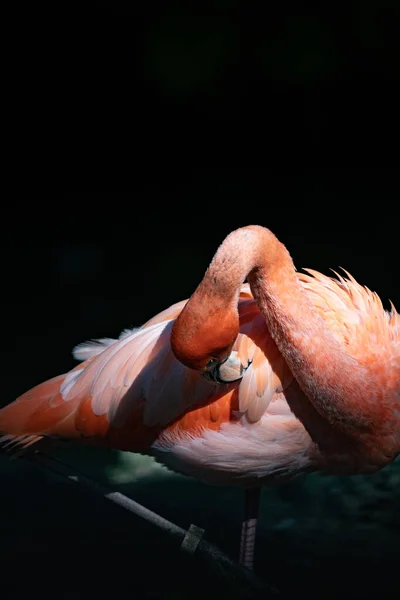 Een Verticaal Close Shot Van Een Flamingo Ruffling Zijn Veren — Stockfoto