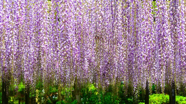 A closeup shot of blooming Wisteria flowers