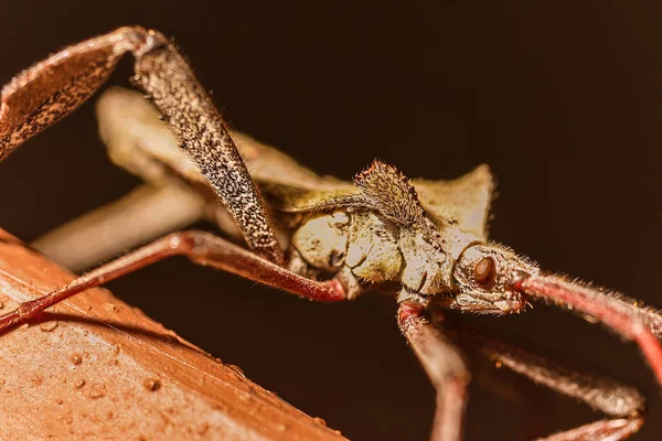 Tiro Macro Bug Roda Uma Superfície Laranja Com Fundo Escuro — Fotografia de Stock