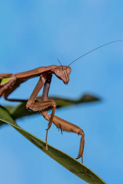 Primer Plano Saltamontes Rama — Foto de Stock