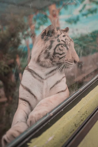 Los Diferentes Animales Zoológico —  Fotos de Stock