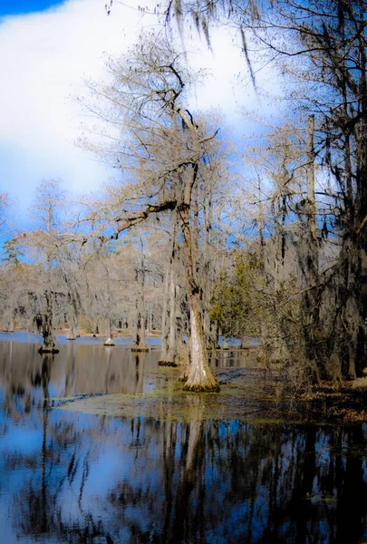 Vertical Shot Beautiful Natural View Lake Water Reflection Trees — Stock Photo, Image