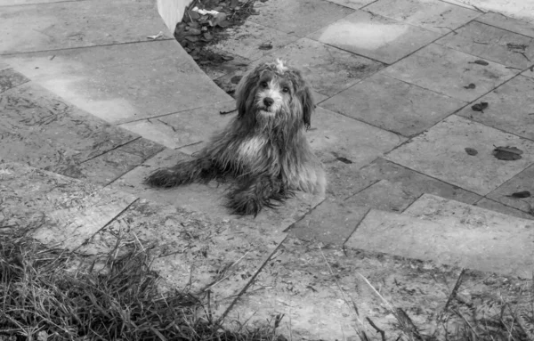 一只毛茸茸的藏犬用爪子看着摄像机 把它的爪子放在圆石阶上 这是一张黑白照片 — 图库照片