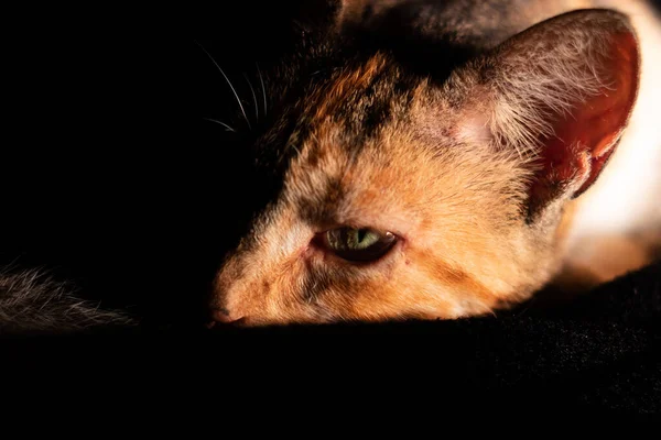 Scénický Pohled Kočku Zírající Zelenýma Očima Tmavém Pozadí — Stock fotografie