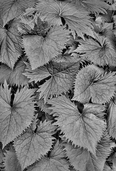 Cliché Niveaux Gris Feuilles Tombées Fond Feuilles Érable — Photo