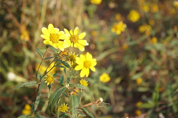 Primo Piano Fiori Gialli Topinambur Fioriti Che Sbocciano Campo — Foto Stock