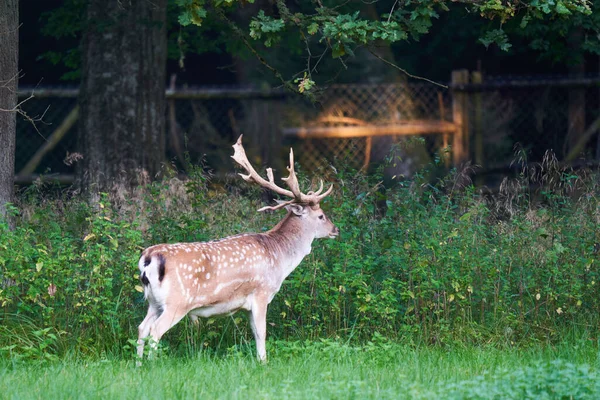 Ett Grunt Fokus Vacker Rådjursbete Parken — Stockfoto