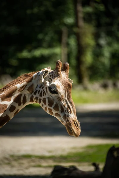 Egy Függőleges Közelkép Egy Zsiráffejről — Stock Fotó
