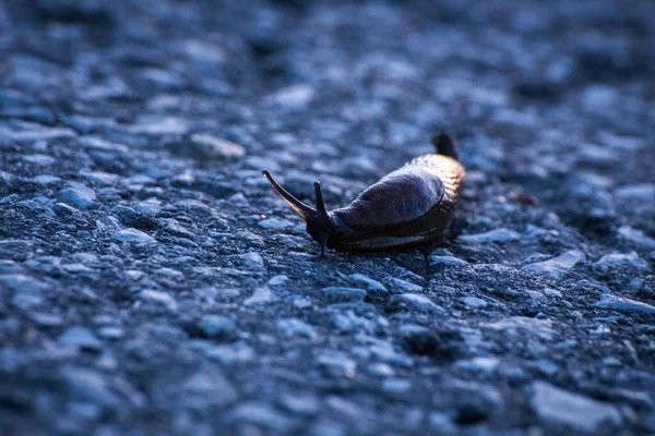 Fuoco Morbido Una Lumaca Che Striscia Terreno Ciottoloso — Foto Stock