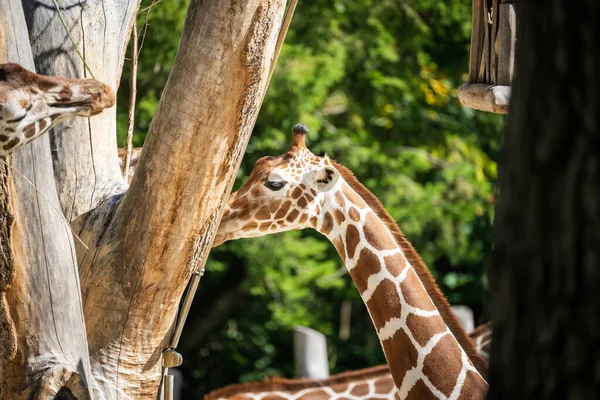 ภาพใกล ดของย ราฟในสวนป — ภาพถ่ายสต็อก