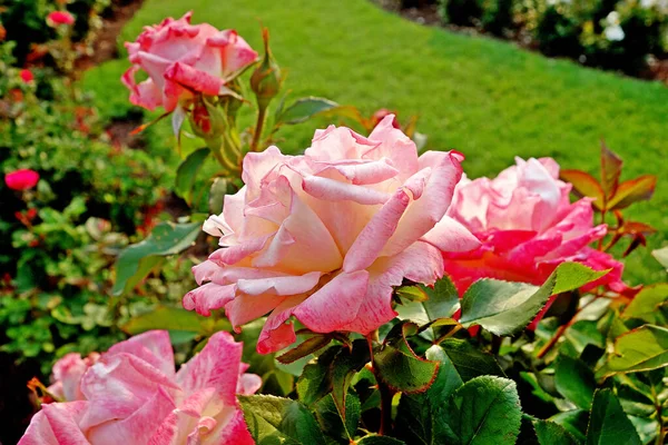 Μια Όμορφη Θέα Ενός Τριαντάφυλλου Στον Κήπο — Φωτογραφία Αρχείου