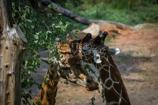 Une Vue Panoramique Deux Girafes Dans Zoo Sur Fond Flou — Photo