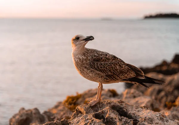 Closeup Cute Seagull Standing Jagged Rock Beach Rovinj Croatia — Stock Photo, Image