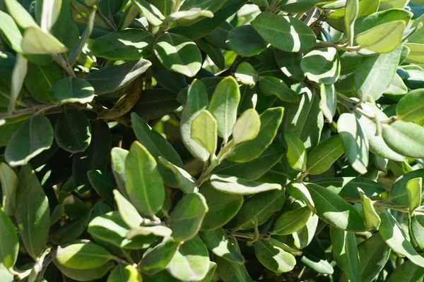 一种在花园里生长的绿色开花植物的选择性集中拍摄 — 图库照片