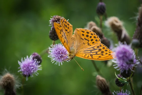 Una Vista Panorámica Una Mariposa Posada Sobre Una Flor Cardo — Foto de Stock