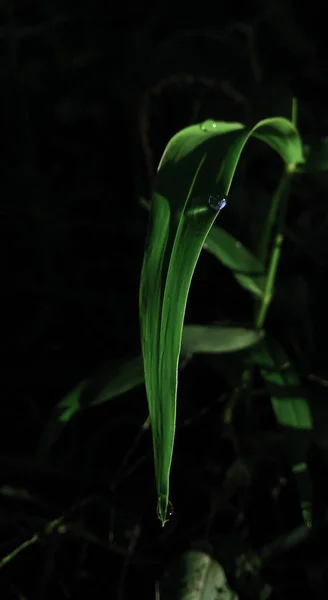 Une Feuille Plante Avec Des Gouttelettes Eau Dans Ferme Nuit — Photo