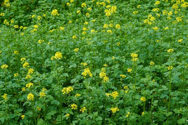 黄色の花の野 — ストック写真