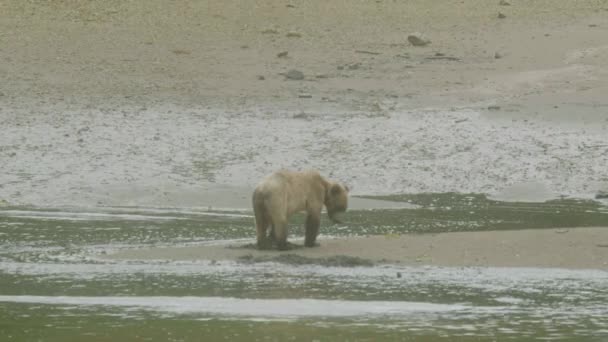 自然栖息地的小熊宝宝 — 图库视频影像