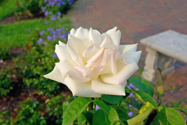 Sebuah Tembakan Closeup Dari Mawar Putih Taman — Stok Foto