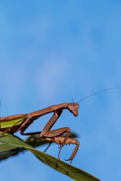 Closeup Grasshopper Branch — Stock Photo, Image