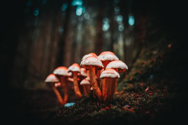 Shallow Focus Heap Red Mushrooms Ground Forest Blurred Background — Stock Photo, Image