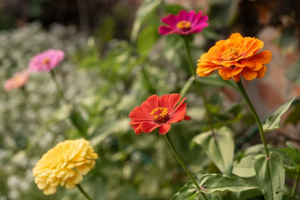 Een Close Van Kleurrijke Bloemen — Stockfoto