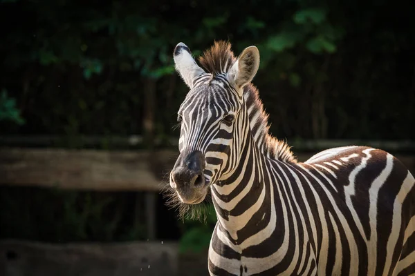 Een Schilderachtig Uitzicht Van Een Zebra Een Wazige Achtergrond — Stockfoto