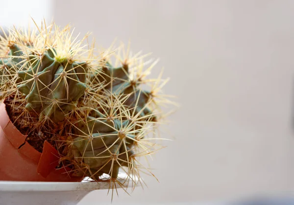 Primo Piano Una Pianta Cactus Echinocactus Grusonii Fondo Bianco — Foto Stock
