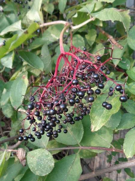 Svart Fläderbär Sambucus Nigra — Stockfoto