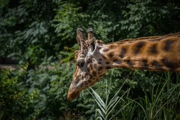 Una Vista Panorámica Una Jirafa Zoológico Sobre Fondo Paisajístico —  Fotos de Stock