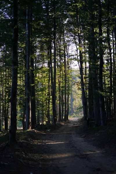 Piękny Mistyczny Las Wysokimi Zielonymi Drzewami Słoneczny Dzień — Zdjęcie stockowe