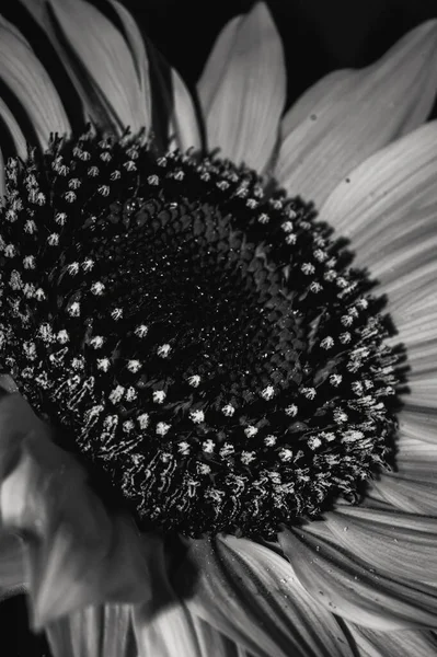 Primer Plano Girasol —  Fotos de Stock