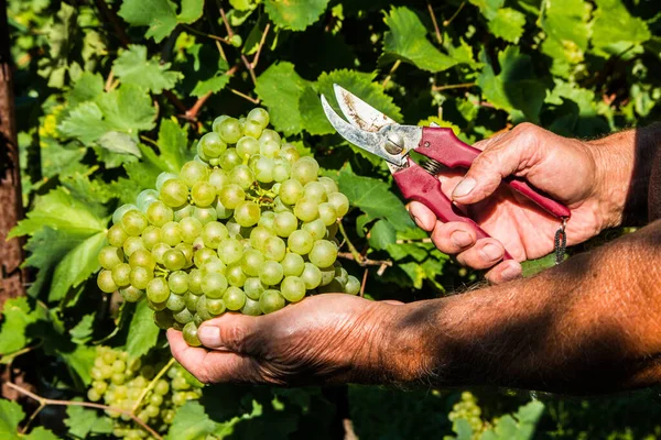 Tiro Perto Das Mãos Macho Cortando Algumas Uvas Uma Vinha — Fotografia de Stock