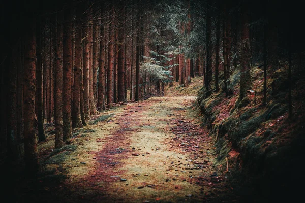 Вертикальний Знімок Мальовничого Вигляду Шляху Між Деревами Лісі — стокове фото