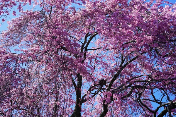 Nízký Úhel Záběru Růžové Třešně Kvete Jaře Proti Jasně Modré — Stock fotografie