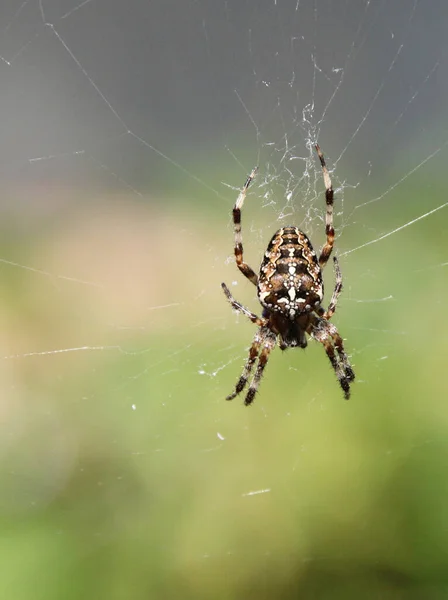 Gros Plan Vertical Araignée Sur Toile Araignée — Photo