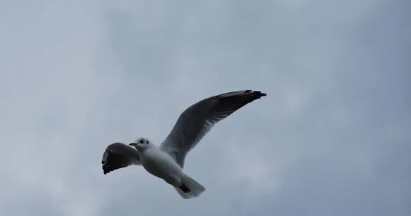 Vacker Utsikt Över Mås Flyger Den Blå Himlen Solig Dag — Stockfoto