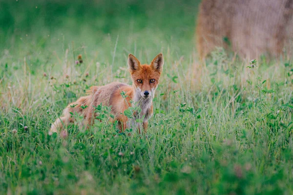 森林里一只红狐的特写镜头 — 图库照片