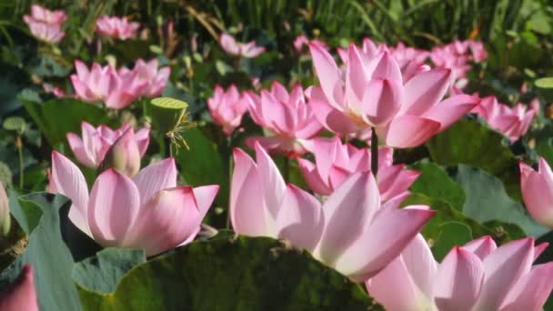 Hermosas Flores Color Rosa Lila Agua — Vídeos de Stock