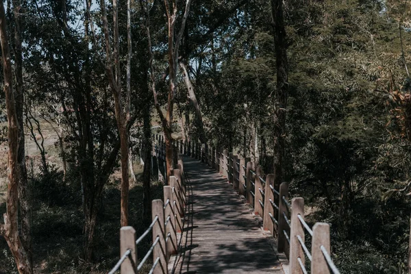Ruhige Kulisse Eines Wanderweges Durch Den Wald Einem Düsteren Tag — Stockfoto