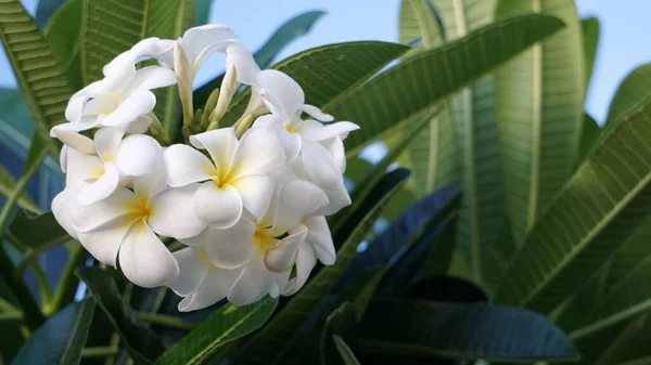 Close Plumeria Branca Flor — Fotografia de Stock