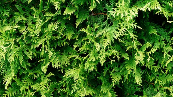 Green Conifers Texture Pattern Green Background Wallpaper — Stock Photo, Image